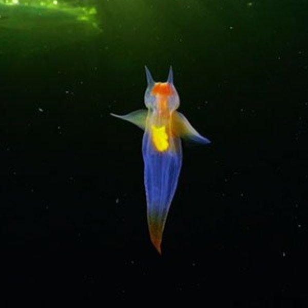 真正的「海天使」就是這麼夢幻，潛水攝影師捕捉到《動物森友會》知名生物本體！
