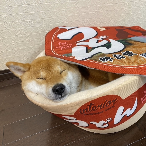 想要來碗「柴柴烏龍麵」嗎？日本推特爆紅超可愛「泡麵寵物床」，網友：這款豆皮烏龍麵我可以！