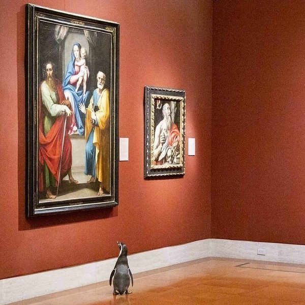 沒有人類遊客！美國博物館邀請動物園「呆萌企鵝」來觀光，包下整棟欣賞歷史名畫！