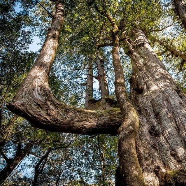 2020 必去新竹景點：森林之旅！新竹司馬庫斯＆鎮西堡這樣玩