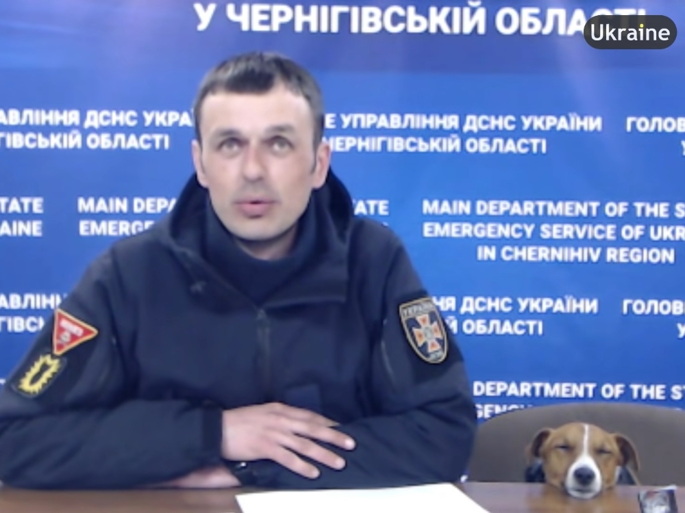 烏克蘭警犬 Patron 記者會「偷度估」萌樣融化網友，吃可愛長大都沒你 Q！