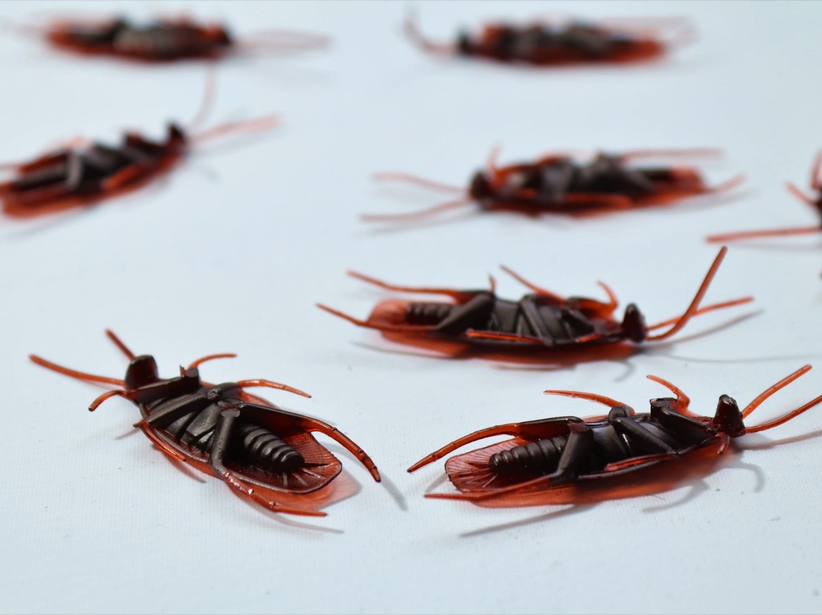 美國除蟲公司推出「放 100 隻蟑螂到家中」實驗，自願者就給近 6 萬元報酬！