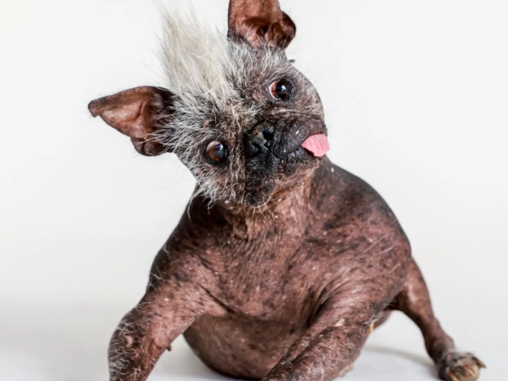 世界最醜狗狗比賽「快樂臉先生」曾因為太醜被棄養，擊敗各地醜狗奪冠，外媒打趣形容：只有你媽愛～
