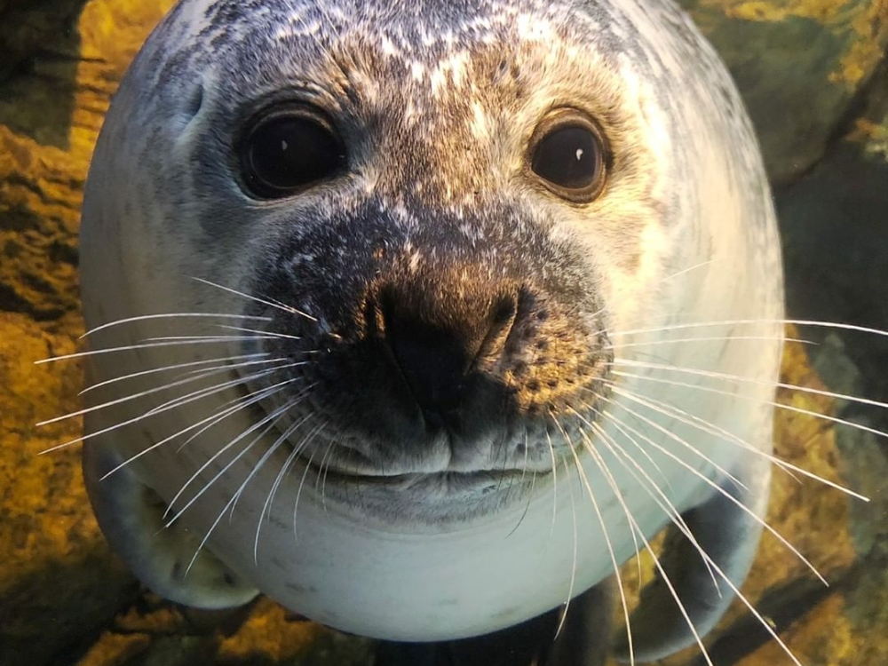 「屏東海生館」公布動物們大頭證件照，超萌海豹寶寶、通心麵企鵝近到剩鼻孔！