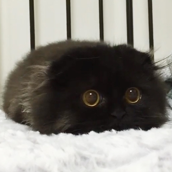 這隻有著一雙大眼的黑色貓咪　簡直就像是《神隱少女》的小黑炭！