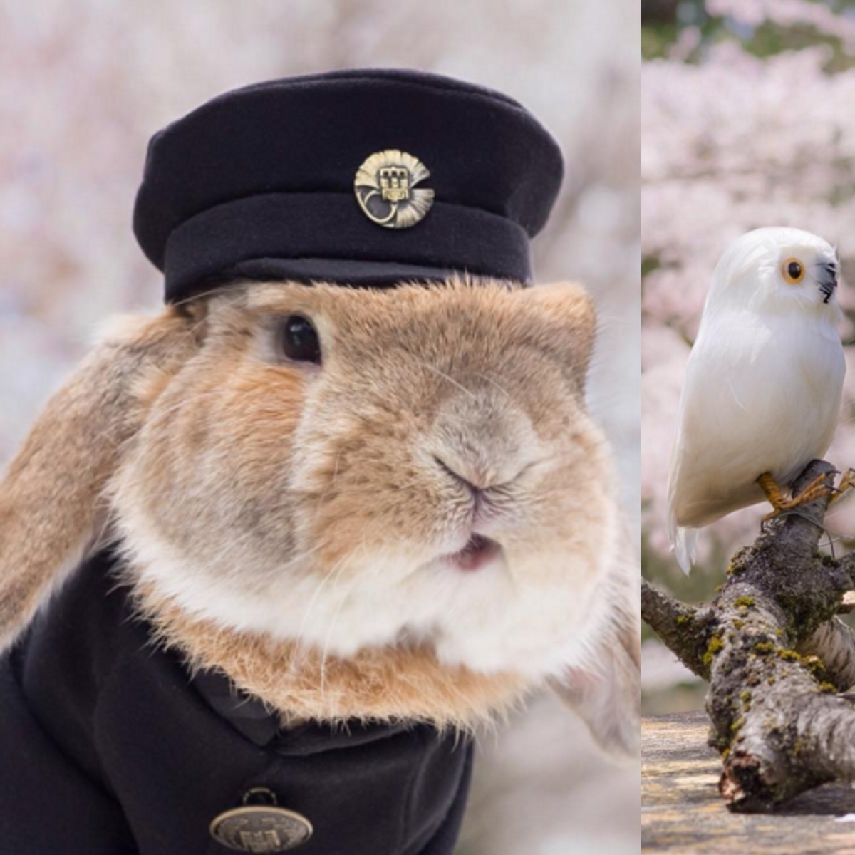 兔子成新一代日本網路「萌寵」　Cosplay 變裝超可愛！
