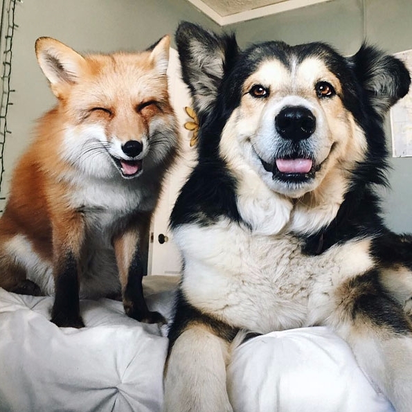 跨物種之愛 Instagram 爆紅　狐狸和澳洲牧羊犬超療癒！