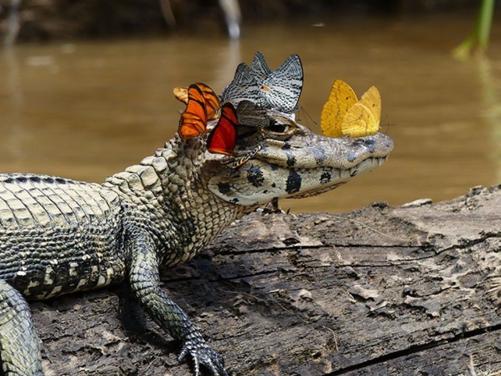 神奇一刻！攝影師捕捉到這一隻鱷魚　溫柔讓蝴蝶停在牠的臉上！