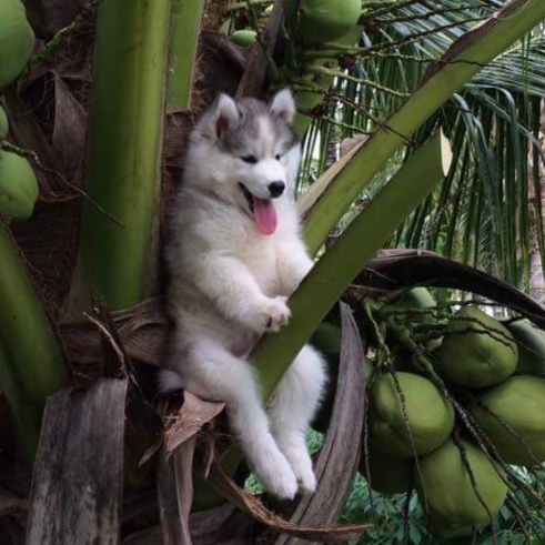 哈士奇寶寶坐椰子樹可愛模樣　再度激起網友 PS 魂！
