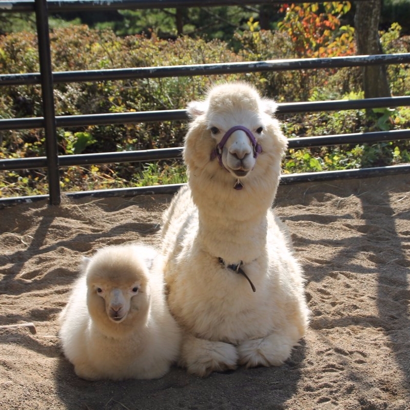 日本動物園這一對「羊駝母子」　可愛的大小體型對比成為人氣大明星！