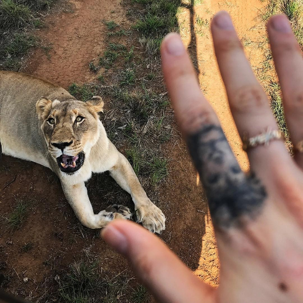 模特兒不易當！為拍攝美照，Cara Delevingne 要與獅子作超近距離接觸！