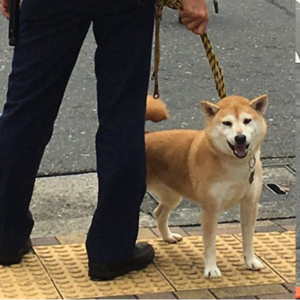 最失職的警犬？日本網友街頭直擊警察大人搭配失控阿柴！