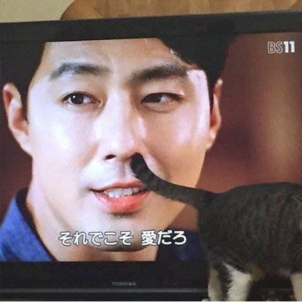 最有戲的喵星人，日本貓奴一連串貓與電視機梗圖巧妙搭配！