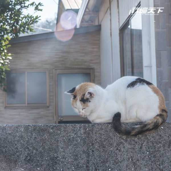 在瀨戶內海上的旅行 抵達島貓 100 多隻的安靜漁村