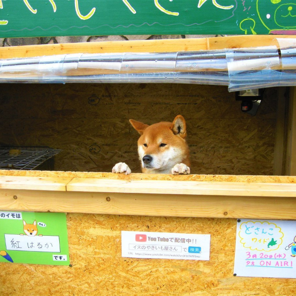 能一人看店的柴柴！北海道「狗狗烤地瓜」店　萌柴超可愛模樣引起網友暴動！