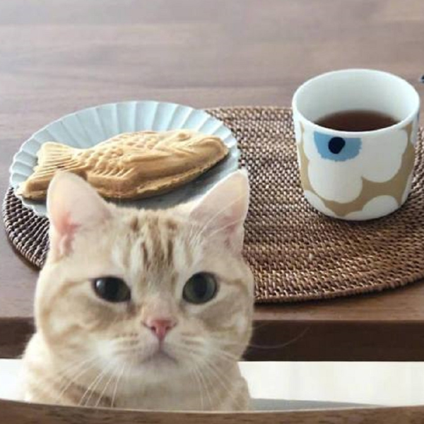 總是想偷吃一口！日本可愛小橘貓「茶太郎」融化網友的心　最愛擺姿勢與美食拍照！
