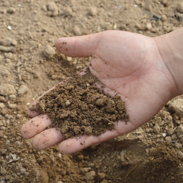 吃土可以減肥？！研究：泥土有助阻隔及排走脂肪
