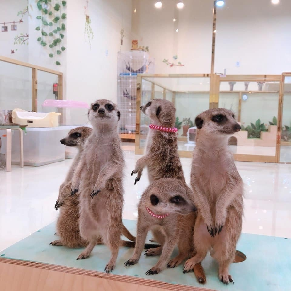 想被滿滿的狐獴包圍嗎？韓國「Meerkat Friends」咖啡廳　小袋鼠、浣熊、北極狐陪你一起玩耍！