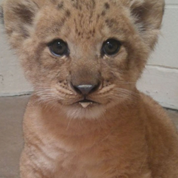 本尊更可愛！美國動物園公布《獅子王》辛巴真面目　超萌模樣征服全世界貓奴！