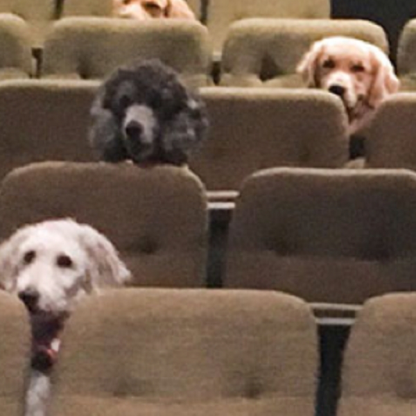 超療癒！網友目擊電影院竟出現超乖狗狗們排排坐，原來是這個暖心原因！