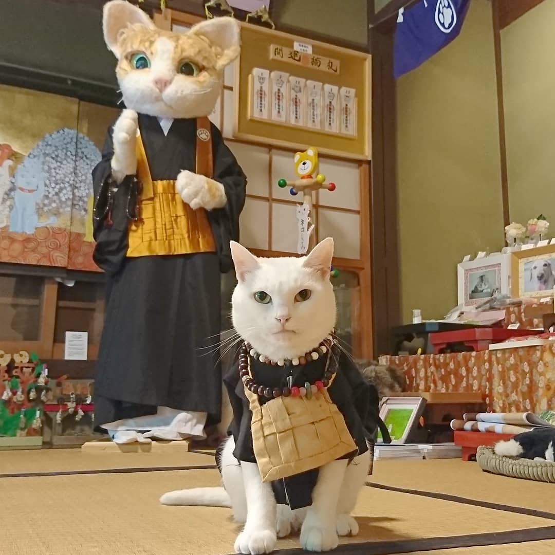 貓奴們快來參拜！日本京都超療癒「貓貓寺」，還有「貓咪住持」幫你祈福！