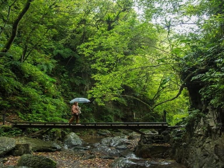 【宜蘭．沁】仙氣盎然的步道　宛若走入動畫魔法森林內