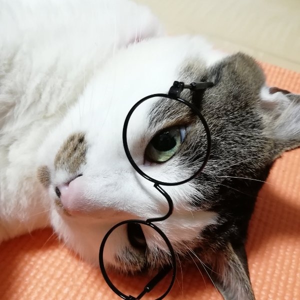 日本大創推出「寵物用眼鏡」，顏值瞬飆高！
