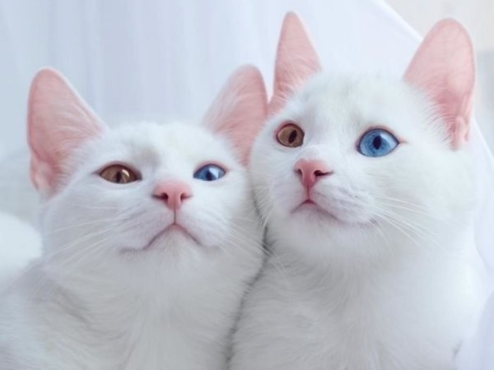 世界上最美的「異色瞳貓咪」姊妹，一藍一黃神秘又夢幻！