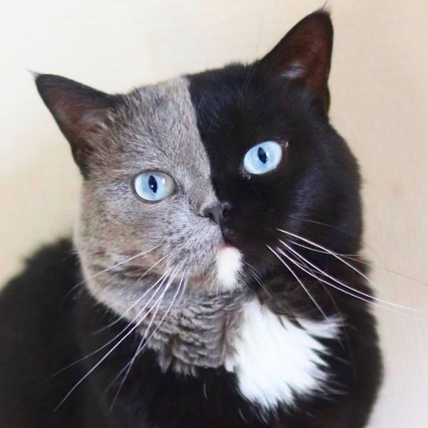 半臉雙色貓咪生下「一黑一灰」小喵，完美複製毛色、肯定親生的！