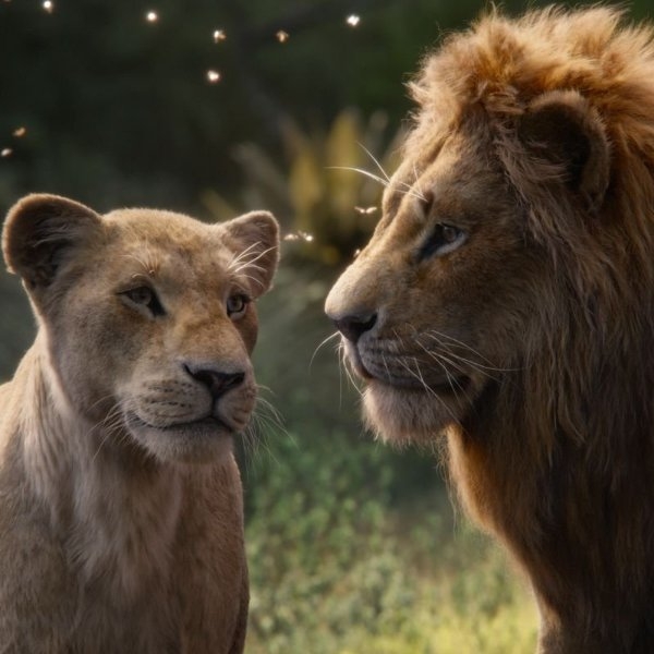 迪士尼真獅版《獅子王》確定要推出續集，找來《月光下的藍色男孩》名導掌鏡！