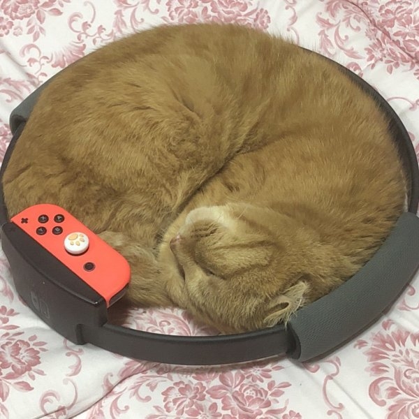 哭笑不得！日本玩家購入 Switch 健身環，意外被貓咪「霸佔新窩」就是不給玩！