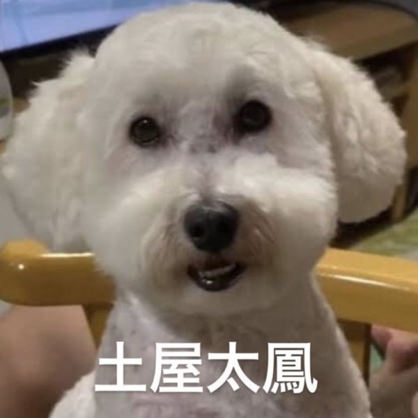 日本飼主發現狗狗神似《今際之國的闖關者》土屋太鳳，引網友笑翻：年度最佳明星臉！