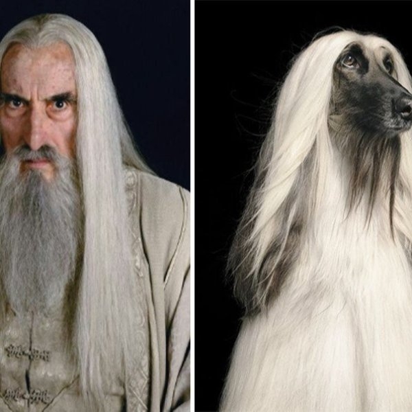 《魔戒三部曲》經典角色化身成狗狗會長怎樣？「白袍薩魯曼」神韻像到簡直一絕！