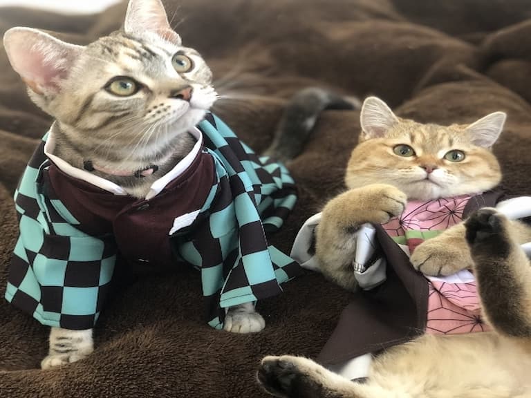 太欠吸！貓咪 Cosplay《鬼滅之刃》萌到融化，甚至神還原炭治郎狠咬禰豆子的漫畫情節？！