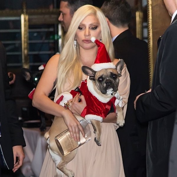 嚇壞歌迷！Lady Gaga 遛狗員當街被歹徒槍擊偷犬，天后傷痛願出 1369 萬贖狗！