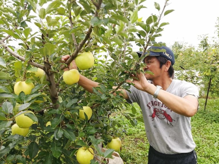 東洋的甜美風味！來自「日本第一的蘋果王國」青森縣，台灣也買得到！