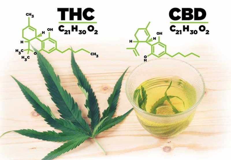 4 五十周年 為何要讓害人的毒品合法 其實大麻除了娛樂還有其它用途 Juksy 街星