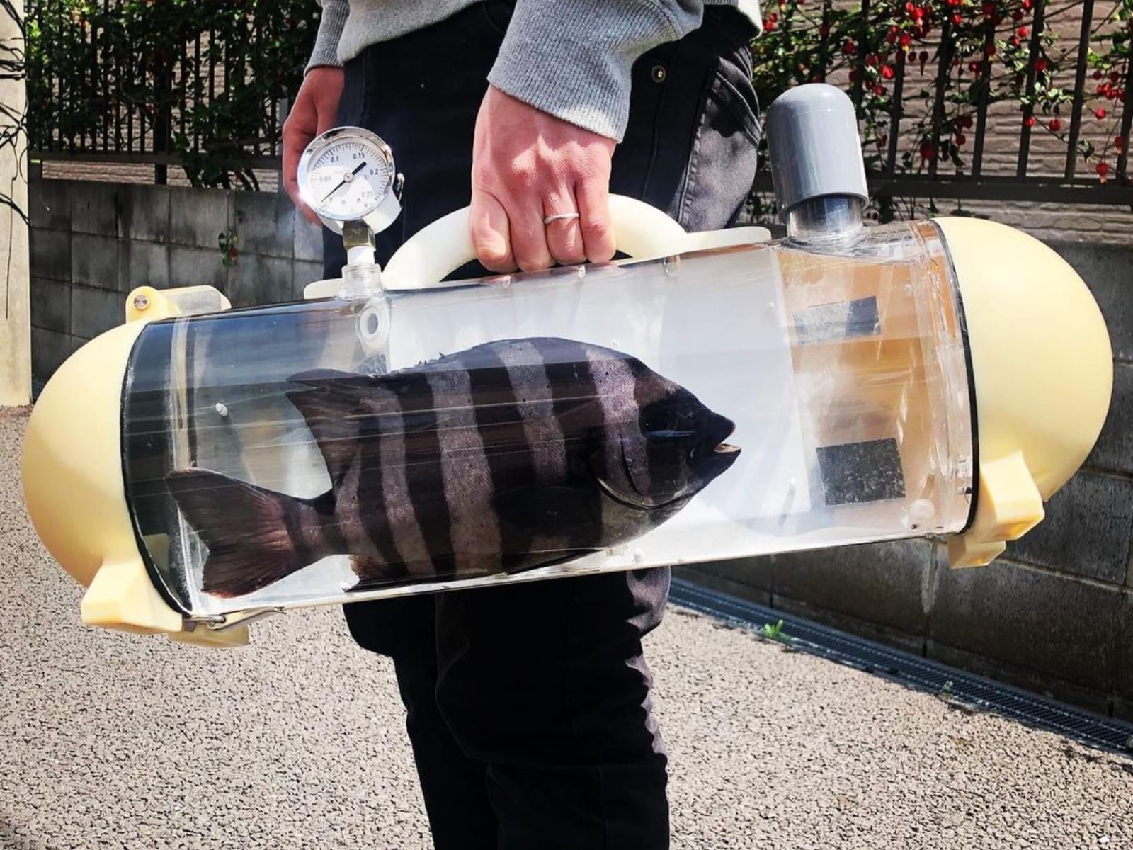 日本人研發「手提魚缸包」引網笑翻～真正用途竟然是這個！
