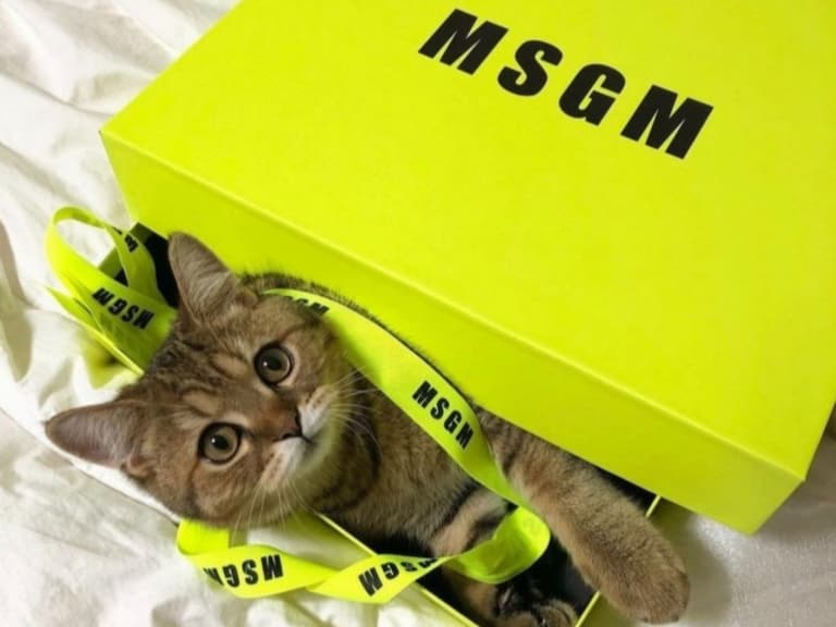 貓奴必收！MSGM超萌印花穿上身！