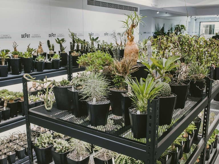 塊根植物／INVINCIBLE 全新品牌 DEPOT「塊根」台北東區限定市集開張，各位「植」男們記得前往！