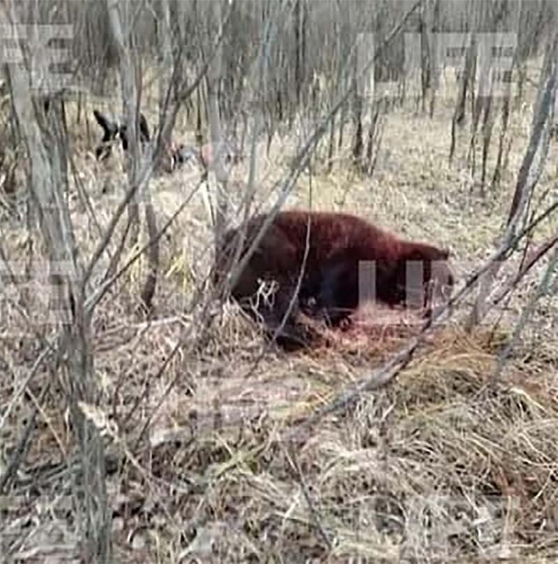 被 Ilya Medvedev 殺死的棕熊