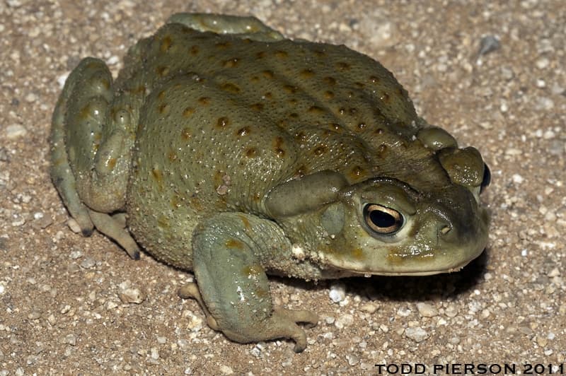 索諾蘭沙漠蟾蜍（Sonoran Desert Toad），也被稱為科羅拉多河蟾蜍，是原棲息在墨西哥北部及美國西南部的科羅拉多河的物種，而牠的毒液會短暫影響神經，長期被用在傳統的治療儀式。