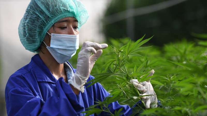 泰國宣布大麻合法化