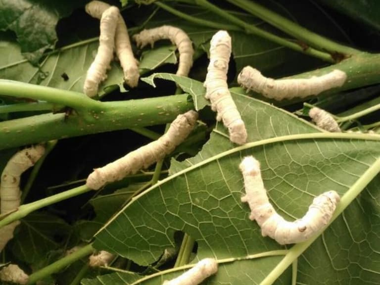 抹茶粉是用蠶寶寶大便做的？IG 帳號「梅用知世」分享日本冷知識讓網友集體崩潰：我吃了一輩子的屎嗎？