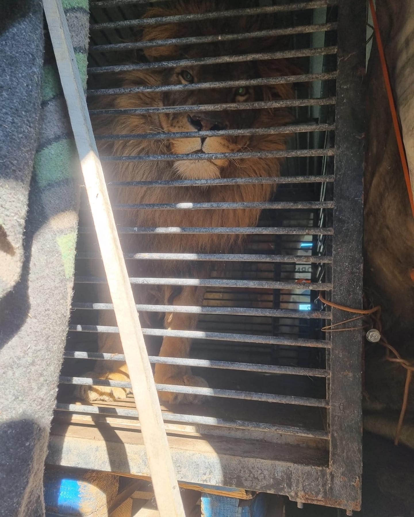 英男無畏戰火前往烏克蘭，只為救出受困動物園中的動物們