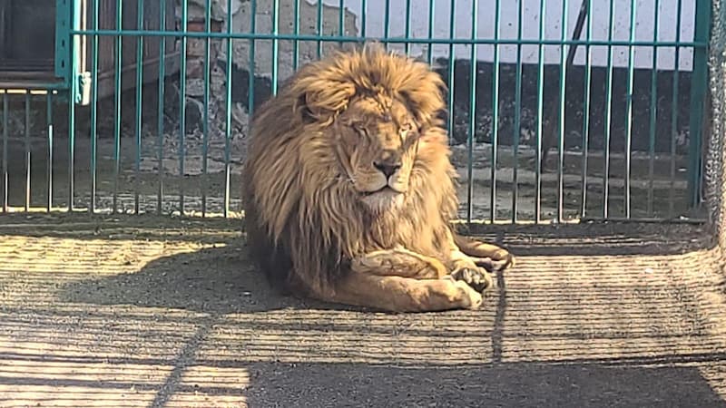 救出的動物被安置在羅馬尼亞的動物園