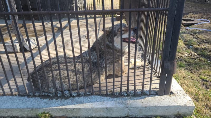 救出的動物被安置在羅馬尼亞的動物園