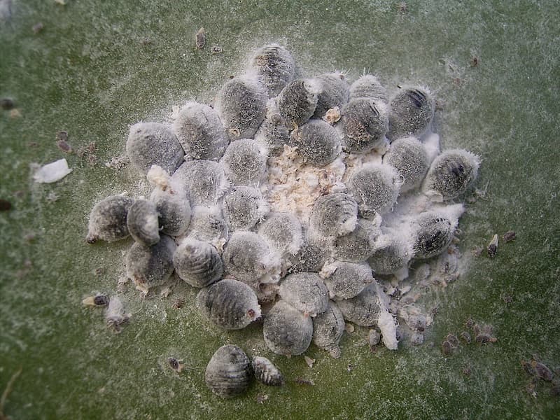 胭脂蟲常被做成食用色素