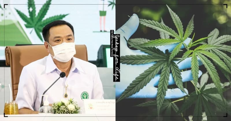 泰國政府宣布 6 月將免費「發送 100 萬株大麻」，鼓勵全民當家庭作物種植！