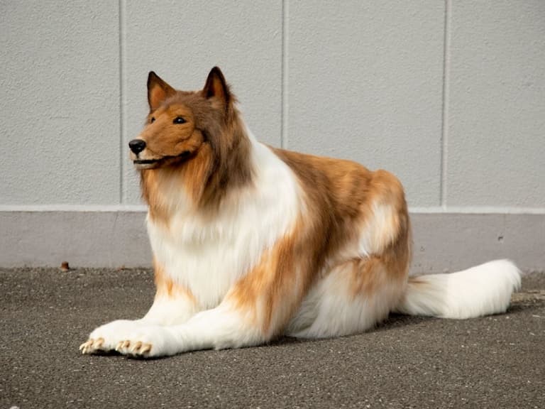 超獵奇！日本男子從小立志當狗，花 200 萬日幣圓夢變牧羊犬，還受邀上節目！